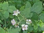 Rubus bifrons Vest