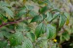 Rubus canadensis L.