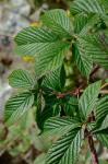 Rubus canadensis L.