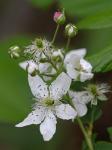 Rubus canadensis L.