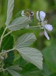 Rubus cuneifolius Pursh