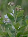 Rubus cuneifolius Pursh