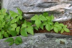 Rubus flagellaris Willd.