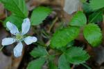 Rubus flagellaris Willd.