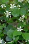 Rubus hispidus L.