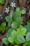 Rubus hispidus L.