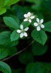 Rubus hispidus L.