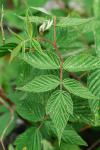 Rubus idaeus L. ssp. strigosus (Michx.) Focke