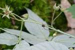 Rubus idaeus L. ssp. strigosus (Michx.) Focke