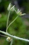 Rubus idaeus L. ssp. strigosus (Michx.) Focke