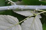 Rubus occidentalis L.