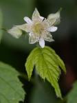 Rubus occidentalis L.
