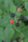 Rubus occidentalis L.