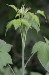 Rubus occidentalis L.