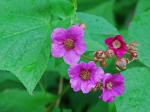 Rubacer odoratum (L.) Rydb.