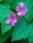 Rubacer odoratum (L.) Rydb.