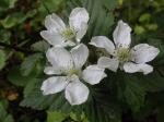 Rubus pensilvanicus Poir.