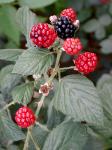 Rubus pensilvanicus Poir.