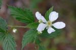 Rubus pensilvanicus Poir.