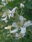 Rubus pensilvanicus Poir.