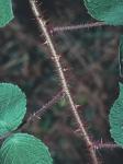 Rubus phoenicolasius Maxim.