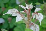 Rubus phoenicolasius Maxim.