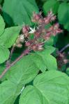 Rubus phoenicolasius Maxim.