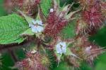 Rubus phoenicolasius Maxim.