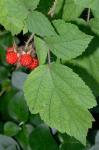 Rubus phoenicolasius Maxim.