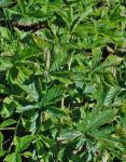 Rubus setosus Bigelow