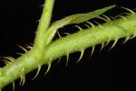 Rubus setosus Bigelow