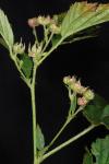 Rubus setosus Bigelow