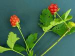 Rubus trivialis Michx.
