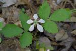 Rubus trivialis Michx.