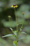 Rudbeckia fulgida Ait. var. fulgida