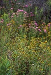 Rudbeckia fulgida Ait. var. fulgida