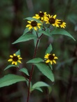 Rudbeckia fulgida Ait. var. fulgida