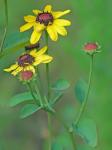 Rudbeckia heliopsidis Torr. & Gray