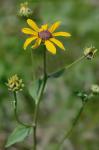 Rudbeckia heliopsidis Torr. & Gray