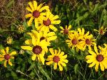 Rudbeckia heliopsidis Torr. & Gray