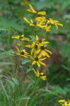 Rudbeckia heliopsidis Torr. & Gray