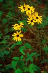 Rudbeckia heliopsidis Torr. & Gray