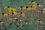 Rudbeckia hirta L. var. pulcherrima Farwell