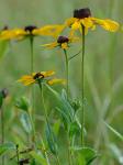 Rudbeckia hirta L. var. pulcherrima Farwell