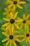 Rudbeckia hirta L. var. pulcherrima Farwell