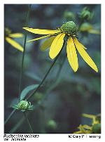 Rudbeckia laciniata L.