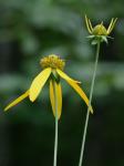 Rudbeckia laciniata L.