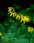 Rudbeckia laciniata L.