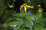 Rudbeckia laciniata L.