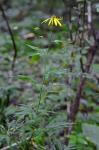 Rudbeckia laciniata L. var. bipinnata Perdue